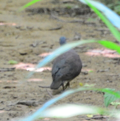 Nesoenas picturatus