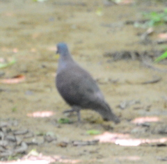 Nesoenas picturatus