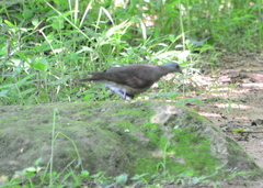 Nesoenas picturatus