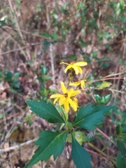 Coreopsis petrophiloides
