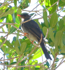Hypsipetes madagascariensis
