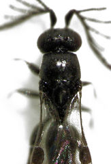 Dendrocerus