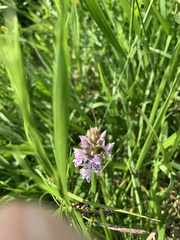 Dactylorhiza fuchsii