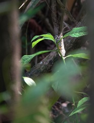 Pyrops oculatus