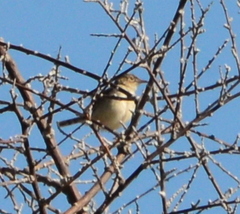 Cisticola cherina