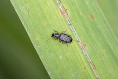 Scopodes