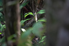 Pyrops oculatus