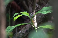 Pyrops oculatus