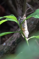 Pyrops oculatus