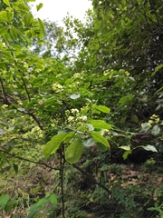 Euonymus carnosus