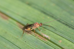 Meteorus pulchricornis