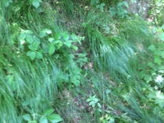 Carex brizoides