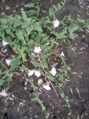Convolvulus arvensis