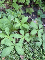 Potentilla reptans