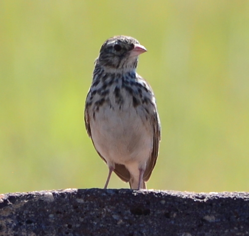 Madagascar Lark
