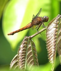 Orthetrum chrysis