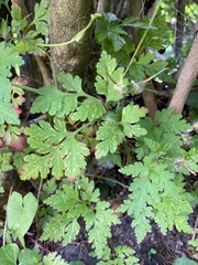 Geranium robertianum