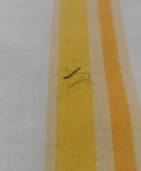 Insecta