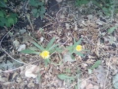 Pentanema britannica