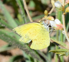 Eurema brigitta pulchella