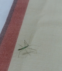 Insecta