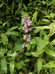 Stachys aspera