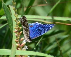 Junonia rhadama