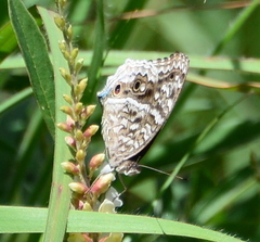 Junonia rhadama