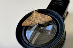 Mimorista subcostalis
