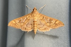 Mimorista subcostalis