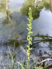 Platanthera sparsiflora