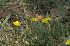 Crepis bursifolia