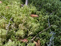 Hylocomium splendens image