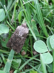 Agrotis clavis