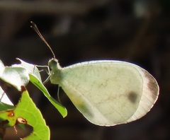 Leptosia alcesta inalcesta