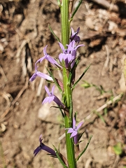 Lobelia urens