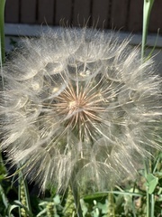 Tragopogon dubius
