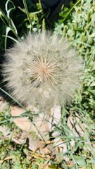 Tragopogon dubius