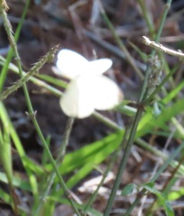 Leptosia alcesta inalcesta