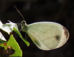 Leptosia alcesta inalcesta