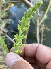 Platanthera sparsiflora