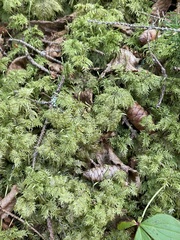 Hylocomium splendens image