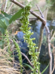 Platanthera sparsiflora