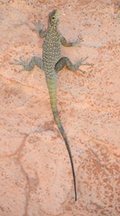 Oplurus quadrimaculatus