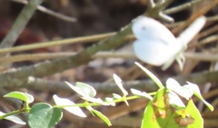 Leptosia alcesta inalcesta