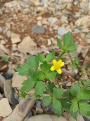 Ranunculus sieboldii