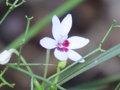 Freesia laxa azurea