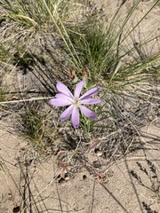 Lygodesmia grandiflora