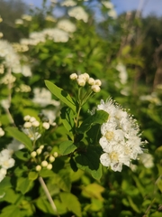 Spiraea chamaedryfolia