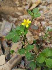 Ranunculus sieboldii